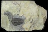 Lemureops Kilbeyi Trilobite - Fillmore Formation, Utah #104098-5